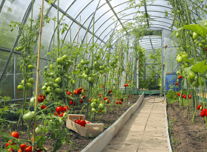 CO2 Detector for Vegetable Shed Solving Carbon Dioxide Monitoring